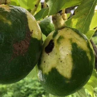 thumbnail for publication: Avocado Sunblotch Viroid (ASBVd)